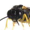 Aneugmenus coronatus